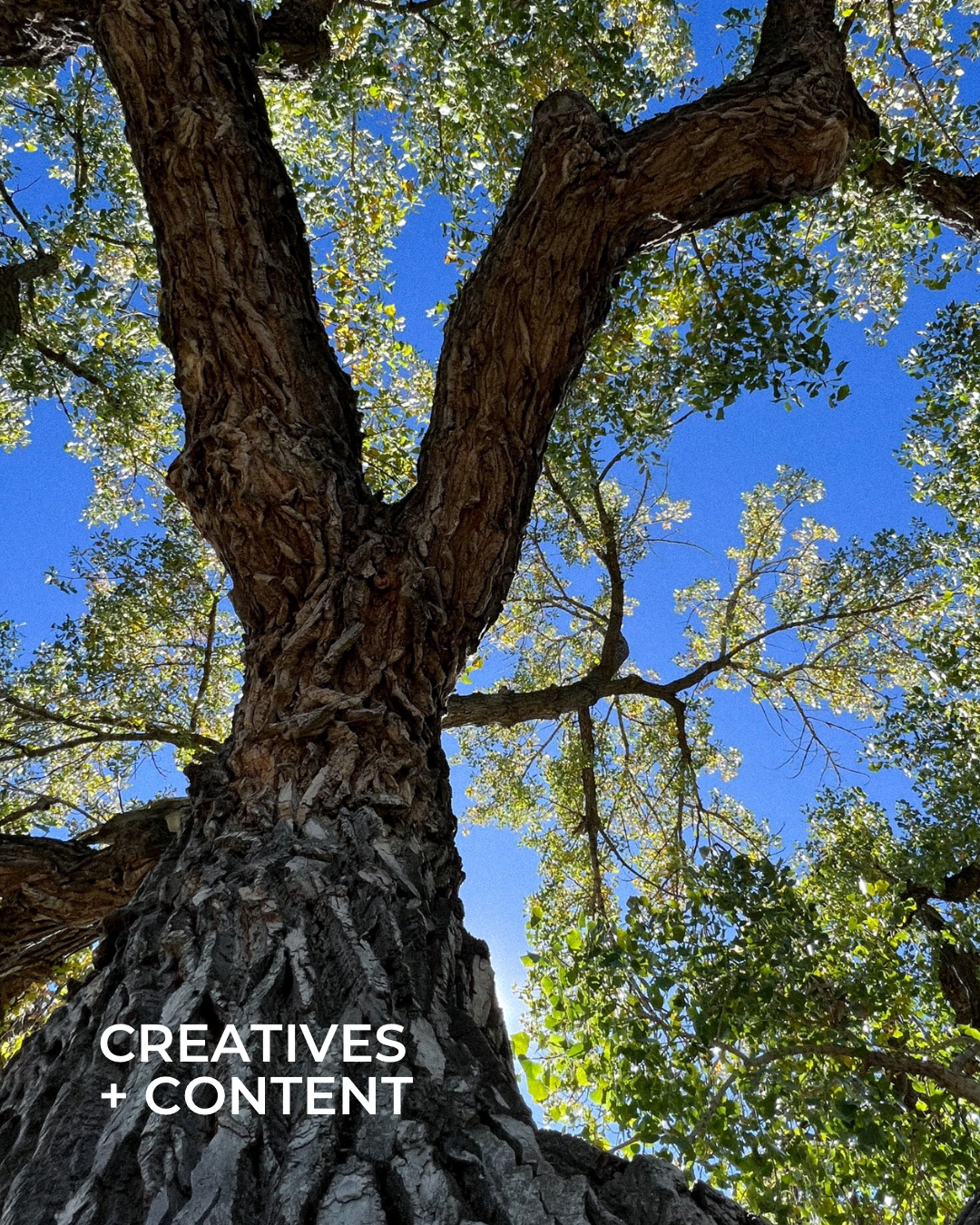 Creatives & Content Production